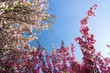 Kirschblüte