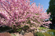 Kirschbaum