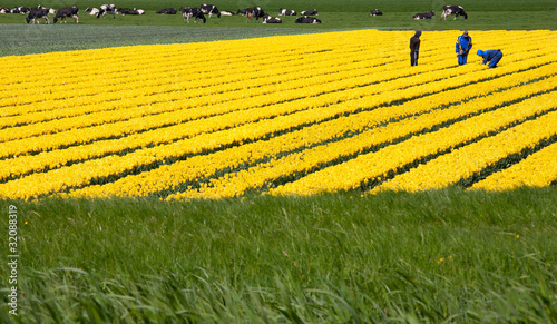 Photo: Tulip field Tulip field