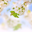 Traumhafte Kirschblüten