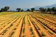 Vegetable farm