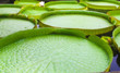 Royal Water Lilies of Victoria Amazonica Royal Water Lilies of Victoria Amazonica