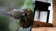 Blaumeise, cyanistes caeruleus (Syn. Parus) am Vogelhäuschen