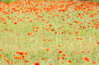 Foto: Mohnblumenwiese in China Mohnblumenwiese in China
