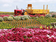 flower fields