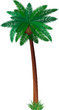 Detailed palm tree