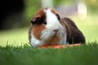 Mehrschweinchen vor unscharfen Hintergrund auf Wiese