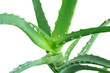 Aloe Vera plant macro