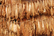 Drying of tobacco Drying of tobacco