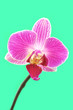 Orchid