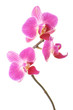 Orchids