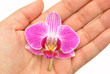 Orchid