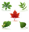 leaves collection
