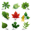 leaves collection