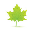 leaf illustration