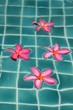 Plumeria