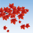 leaf illustration