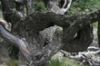 arbre torturé