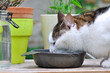 chat se désaltérant chat se désaltérant
