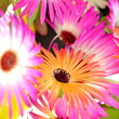 Portulaca