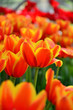 Foto: Cultivated Tulip Cultivated Tulip