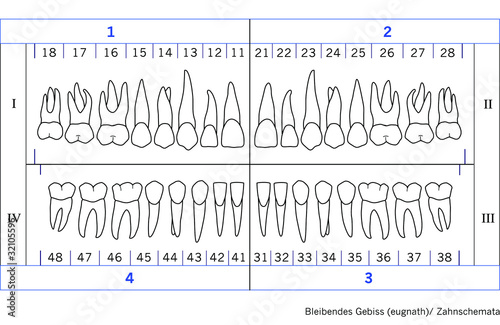 Vektor: Zahnschemata/ eugnathes Dauergebiss Zahnschemata/ eugnathes Dauergebiss