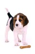 Beagle Welpe stehend mit Kauknochen