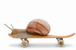Snail on a skateboard on the white background