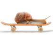 Snail on a skateboard on the white background