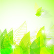 Abstract green leaves background. Nature background