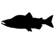 Lachs Silhouette