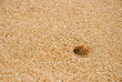 Muscheln