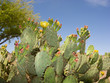 Paddle Cactus in Spring, AZ Paddle Cactus in Spring, AZ