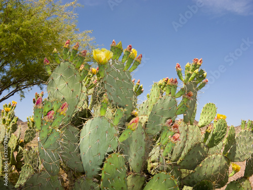 Photo: Paddle Cactus in Spring, AZ Paddle Cactus in Spring, AZ