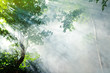 beautiful morning tropical forest sunbeam