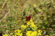 Butterfly inachis, Paon du jour, peacock