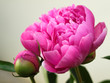 pivoine