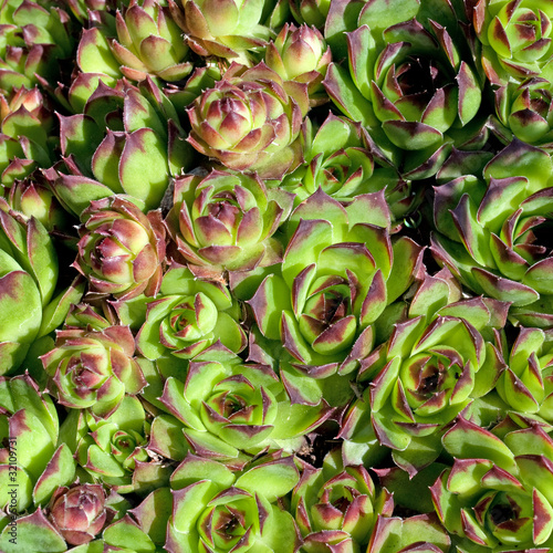 Foto: Hauswurz - Sempervivum Hauswurz - Sempervivum