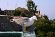 Seagull looking at the camera - Gibraltar