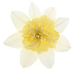 daffodil
