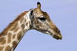 Giraffen Portrait