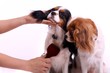 zwei Hunde Cavaliere beim Kämmen