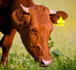 Cow eating grass