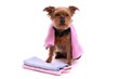 sitzender Yorkshire Terrier mit Badetücher