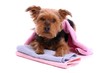 liegender Hund Yorkshire Terrier freut sich auf Wellnessbad