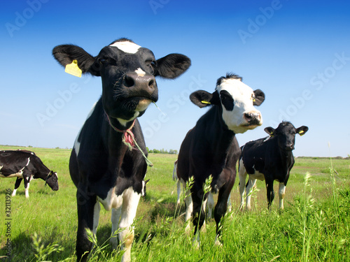 Foto: Calves on the field Calves on the field