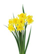 Daffodile Bundle