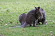 Bennett Wallaby, Kangaroo