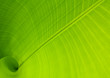 Banana Leaf Banana Leaf