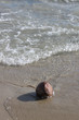 Coconut on shore